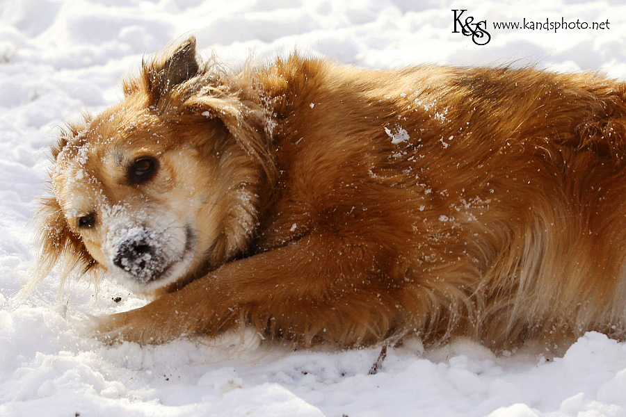 dallas-christmas-2012-snow008 dallas-christmas-2012-snow008